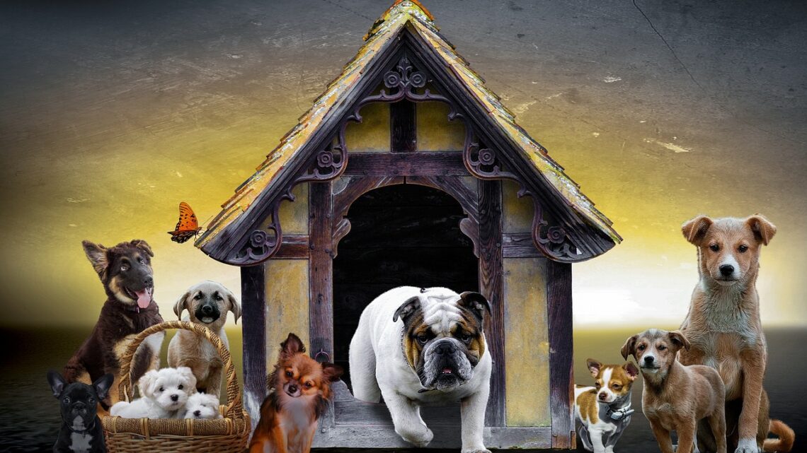 Die Gartenhütte für den Hund gestalten