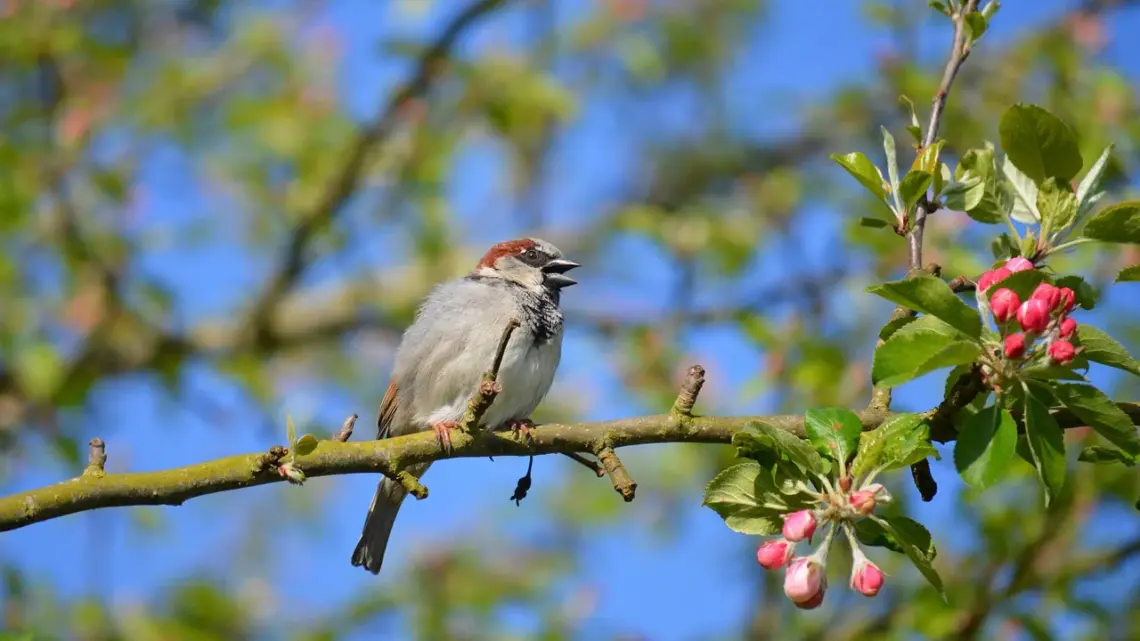 Gartengestaltung leicht gemacht – mit wenig Aufwand die Grüne Oase zum Blühen bringen