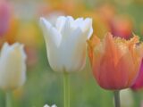 Die Gestaltung des Gartenhauses ist heute einfacher denn je